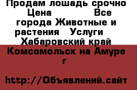 Продам лошадь срочно › Цена ­ 30 000 - Все города Животные и растения » Услуги   . Хабаровский край,Комсомольск-на-Амуре г.